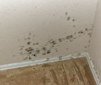 Carmel's Mold Removal - Water Damage Cleanup