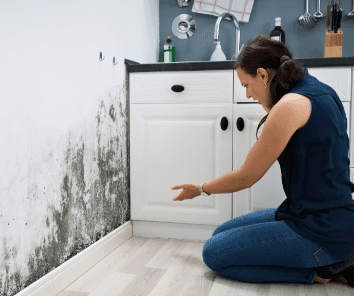 Mold Remediation & Removal Service Provider in Carmel, NY​